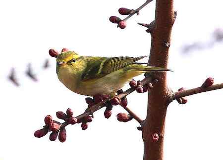 清明节的常见鸟!
