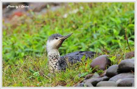 罕见稀有的紅喉潛鳥竟然造访宝岛台湾 罕见稀有的紅喉潛鳥竟然造访宝岛台湾