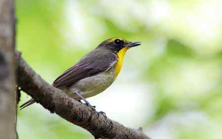 白腹姬翁.黄眉姬翁.鸲姬翁