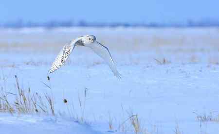 雪鸮魅力高清晰图片