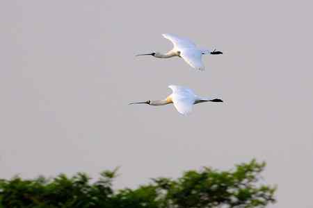 等候黑臉琵鷺出现