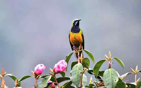 护花使者 雌雄橙腹叶鹎