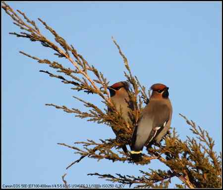 太平鸟 向海自然保护区
