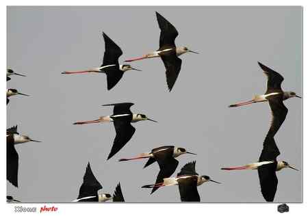 盐城保护区的黑翅长脚鹬