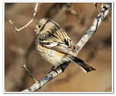不知名的鸟在接吻!!!