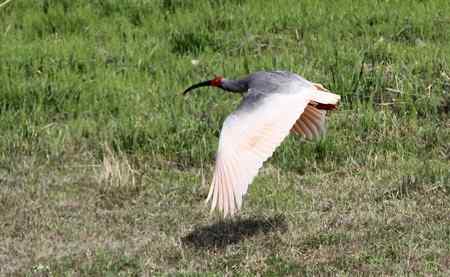 朱鹮白鹭一家亲