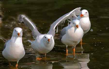 洁白温柔又美丽