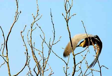 济宁春天的夜鹭