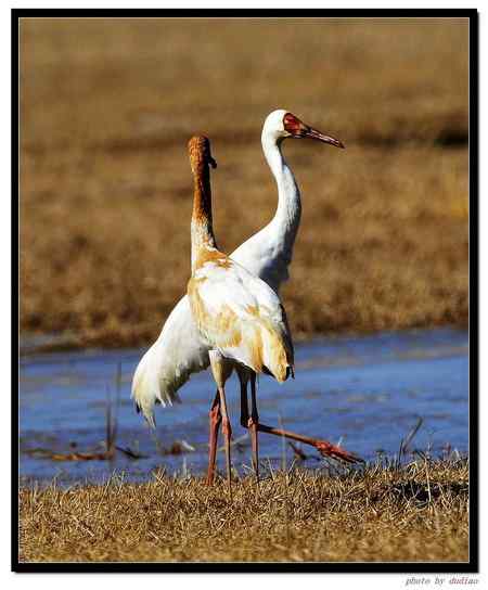 卧龙湖的“主人”