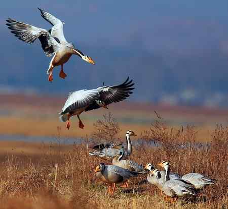 草海斑头雁魅力高清晰组图