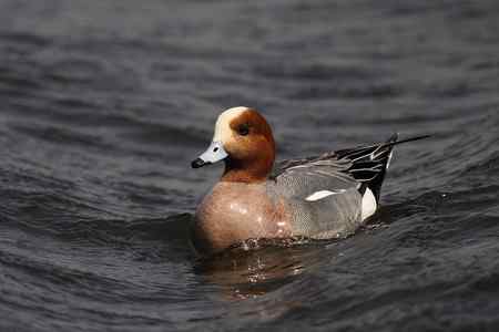 逮着近的赤颈鸭 逮着近的赤颈鸭