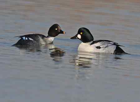 Audubon协会推出网上鸟类游戏