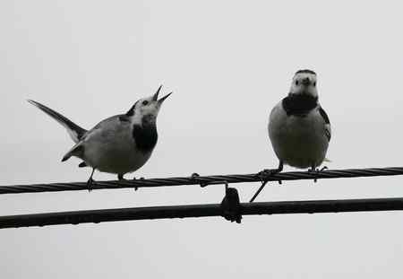 电线上的白鹡鸰