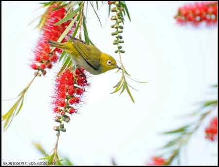 绿羽映红枝——绣眼俏立枝头