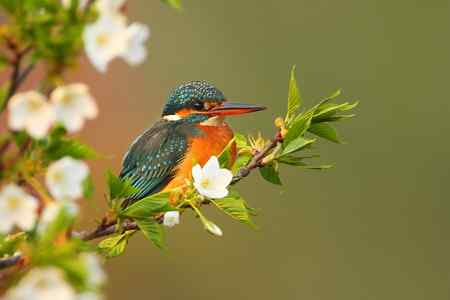 春暖花开好拍鸟