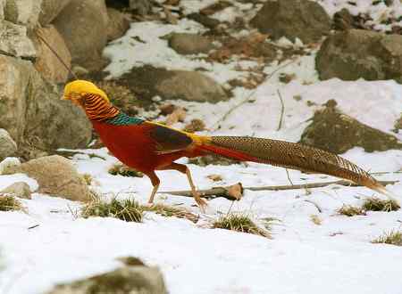 红腹锦鸡报晓贺新春 红腹锦鸡报晓贺新春
