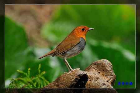 窈窕淑女 日本歌鴝 (小橘子) 窈窕淑女 日本歌鴝 (小橘子)