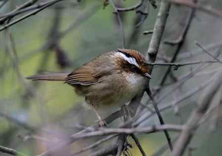 四种不易分辨的雀鹛