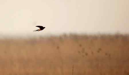 在天津大港湿地拍鸟观鸟