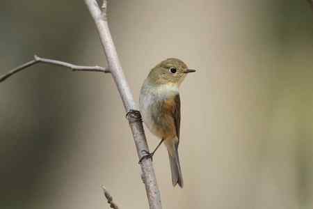 红尾巴鸟钻进灌木丛：灰头鹀回来了！