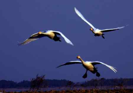 春暖鹅飞去 音姿记心田