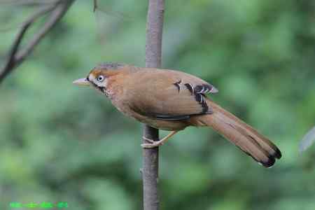 西湖边惊现捕鸟人,灰翅噪鹛险成笼中物