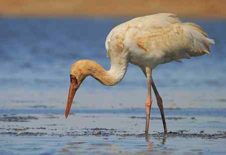 羊脂玉般的白鹤(觅食) 羊脂玉般的白鹤(觅食)