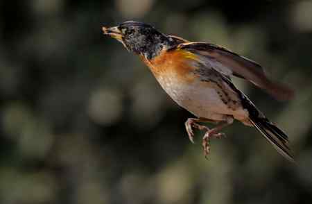 燕雀——跳跃版！