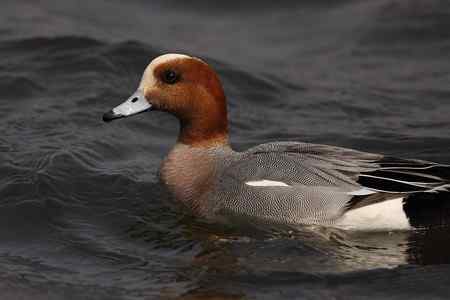 逮着近的赤颈鸭 逮着近的赤颈鸭