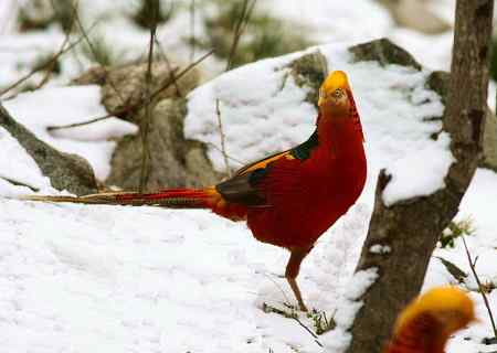 红腹锦鸡报晓贺新春 红腹锦鸡报晓贺新春