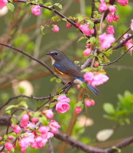 桃花枝头一红胁