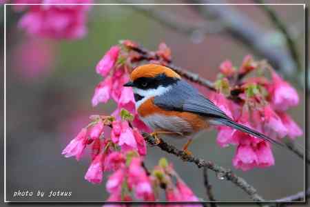阿里山上的紅頭山雀