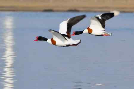 翘鼻麻鸭的故事