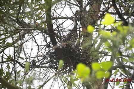 柳州发现海南鳽