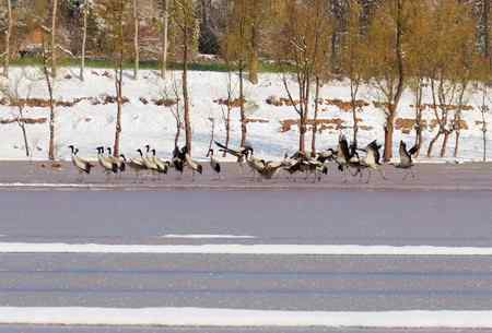 埝湖拍黑颈鹤系列