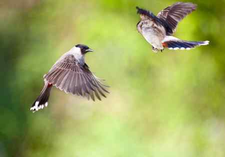 一组黑头红臀鹎 (白喉红臀鹎)