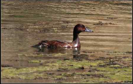 陕西观鸟会铜川观鸟，拍鸟印象