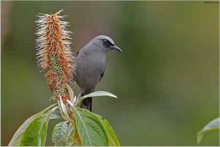 超大图高清晰版野生鸟类摄影俱乐部