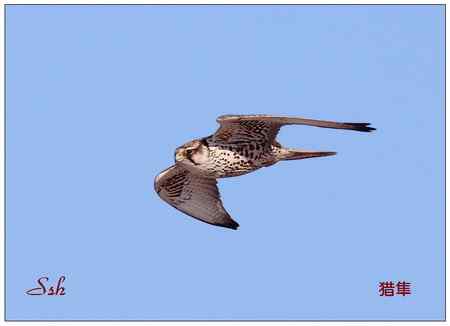 京城猛禽【组图】