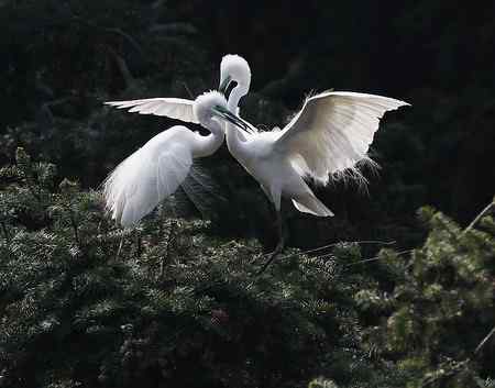 见证象山：“一对相爱明星鸟儿”