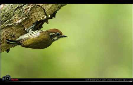 超清晰美图：斑姬啄木鸟