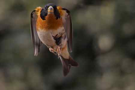 燕雀——跳跃版！