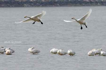 13日颐和园小天鹅