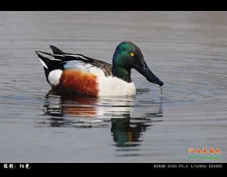 琵嘴鸭高清晰组图