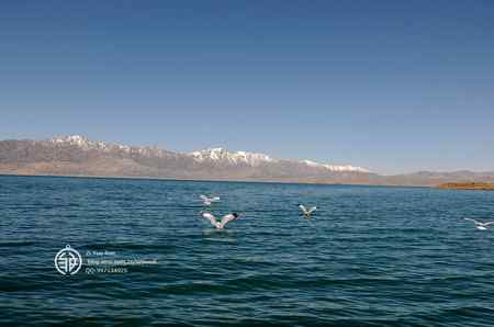 走进西藏观鸟【组图】 走进西藏观鸟【组图】