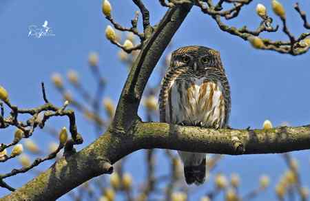 春天杭州的一组林鸟