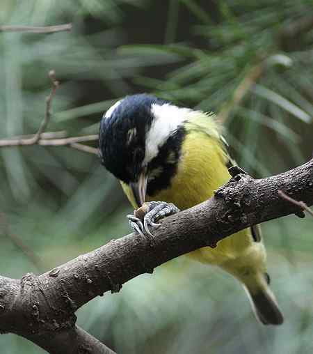 黄腹山雀高清晰照片一组