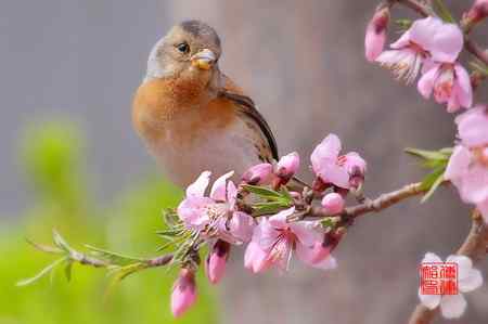 燕雀一只（女的）！