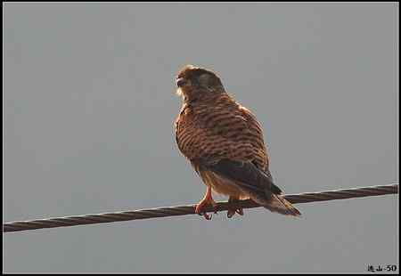 陕西观鸟会铜川观鸟，拍鸟印象