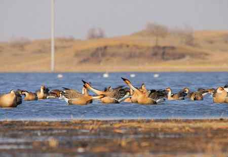 绅士风度的鸿雁 争执觅食地盘